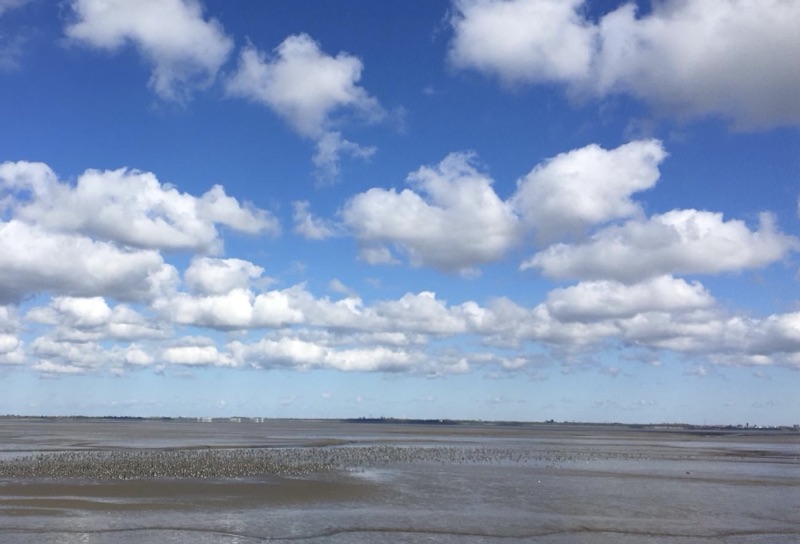 Landschaft am Jadebusen
